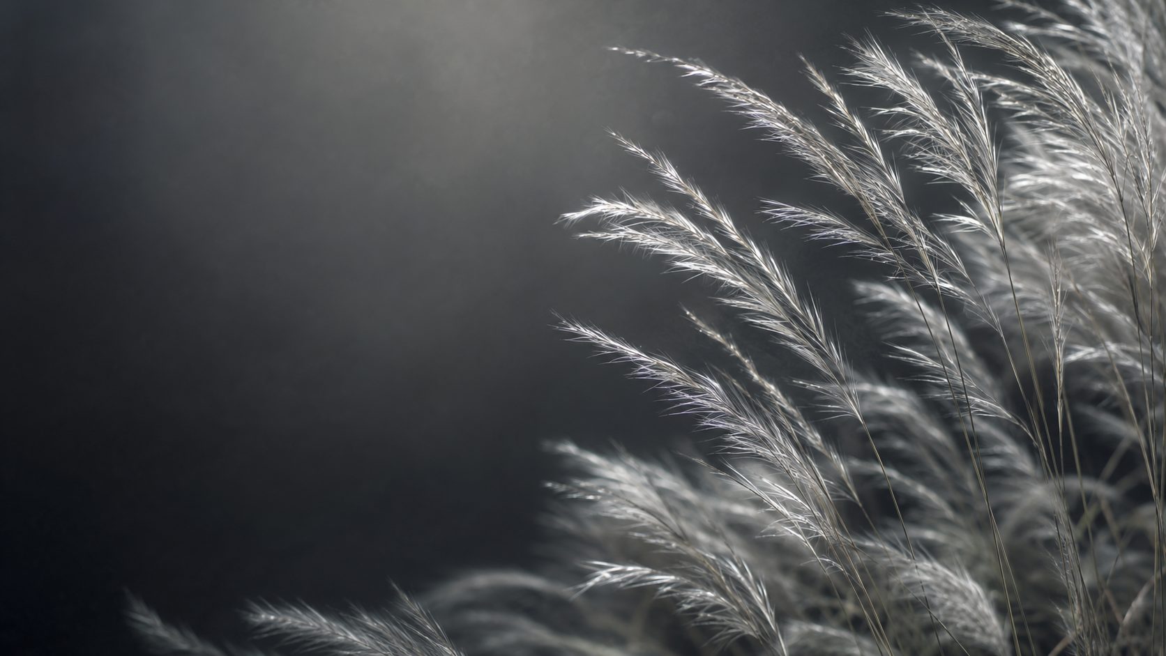 Silvergrass catching cool silver light against a dark background